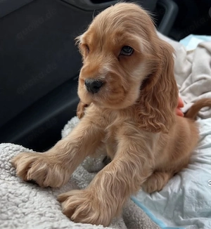Cocker Spaniel Welpen