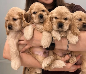 Cocker Spaniel welpen