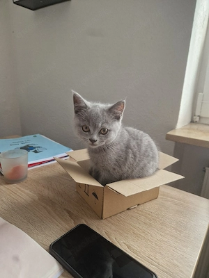 BKH Kitten