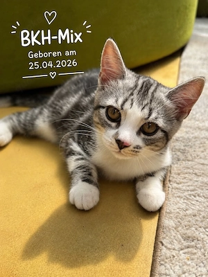 BKH Mix sucht Kuschelplatz 