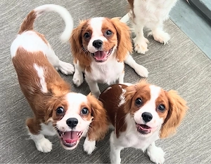 Cavalier king Charles spaniel welpen