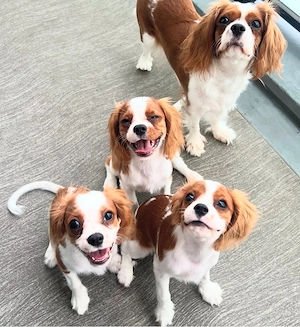 Cavalier king charles Spaniel welpen