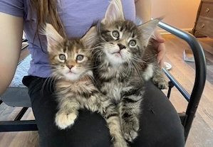 Niedliche Maine-Coon-Kätzchen zu verkaufen