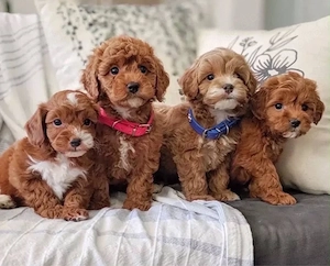 F1 Maltipoo welpen
