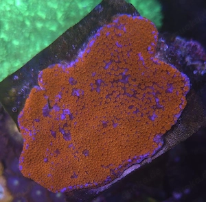 Montipora Superman Meerwasser Koralle