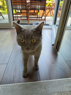 Kater Bijou sucht ein liebevolles neues Zuhause   