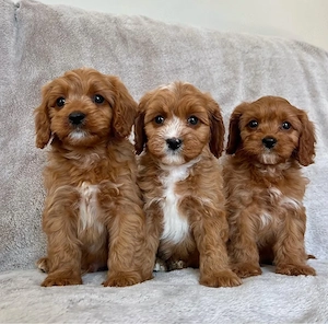 Maltipoo welpen