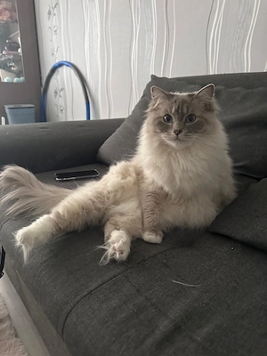 Ragdoll Katze zu verkaufen
