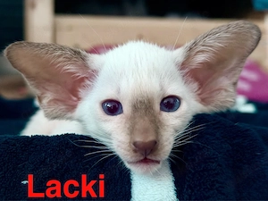 Orientalisch Kurzhaar   Siam Edel Kitten