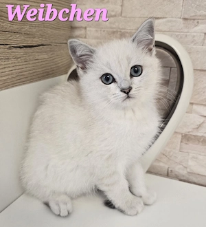 BKH Kitten Kätzchen Babykatze Weibchen weiß Bild 4