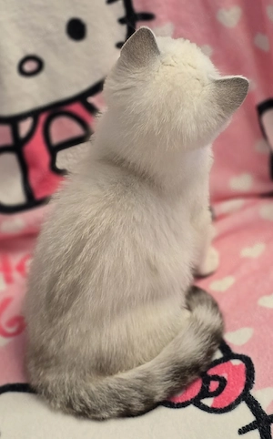 BKH Kitten Kätzchen Babykatze Weibchen weiß Bild 5