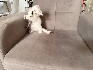 BKH kitten