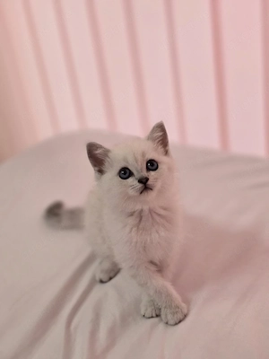 BKH Kitten Kätzchen Babykatze Weibchen weiß Bild 9