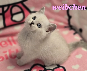 BKH Kitten Kätzchen Babykatze Weibchen weiß