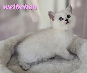 BKH Kitten Kätzchen Babykatze Weibchen weiß Bild 8
