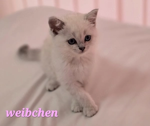 BKH Kitten Kätzchen Babykatze Weibchen weiß Bild 6