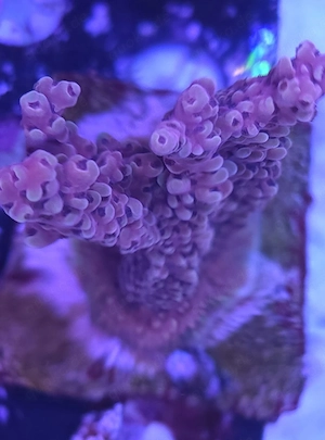 Acropora Koralle Meerwasser