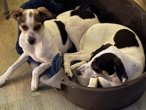 Bini& Bine , Geschwister suchen gemeinsam ein Zuhause  Bild 2