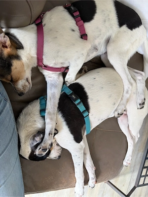 Bini& Bine , Geschwister suchen gemeinsam ein Zuhause  Bild 4