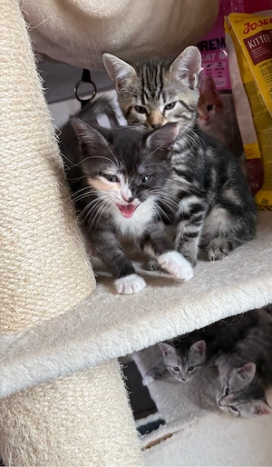 Wunderschöne Kitten  suchen ab 15.8 ihr Traumzuhause 