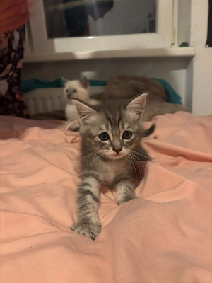 Letztes BKH Ragdoll Kitten Katze