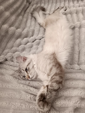 Ragdoll Kater zu verkaufen