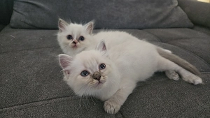Heilige Birma Kitten