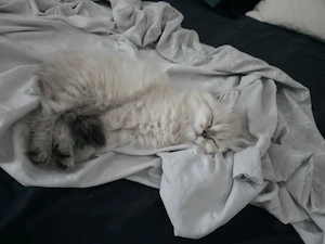 Reinrassige BLH Kitten mit blauen Augen