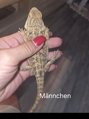 Farb-Bartagamen Jungtiere (pogona vitticeps) NZ 05 2026