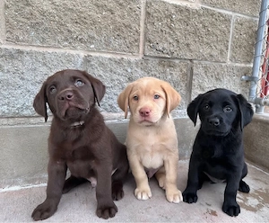 Labrador Retriever Welpen