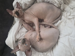 Sphynx Kater suchen das perfekte Zuhause 