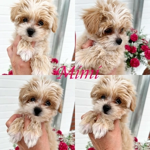 Zuckersüße, kleinbleibende Maltipoo-Welpen