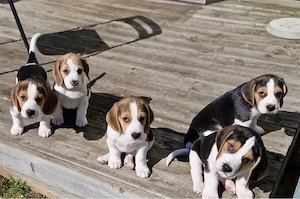 Beagle Welpen