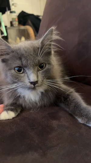 Ragdoll mix norwegischer Wald Kater zu verkaufen 