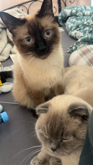    Wunderschöne Siam-Katze sucht liebevolles Zuhause   