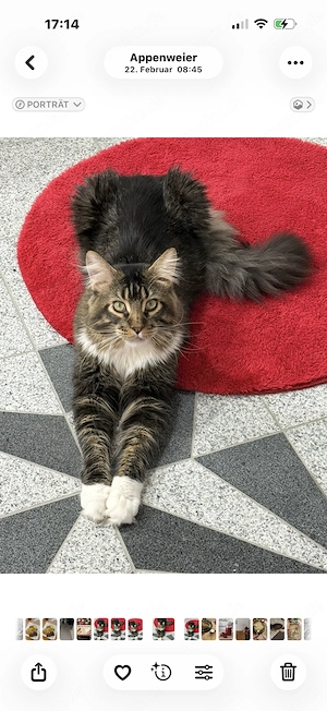  Maine-Coon-Deckkater Milo sucht Katzendame 