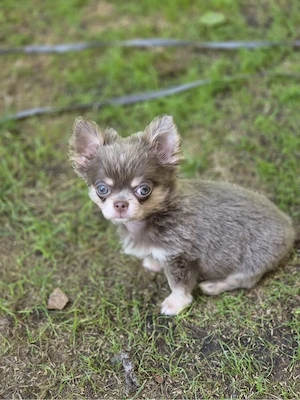 chihuahua welpen 
