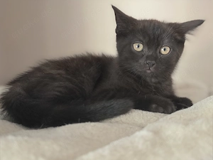 Süße BKH Mix Kitten 