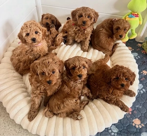 F1 Maltipoo welpen