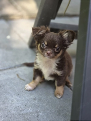 chihuahua welpen 