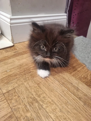 Ragdoll mix norwegische waldkatze 