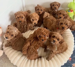 Super Maltipoo mini welpen
