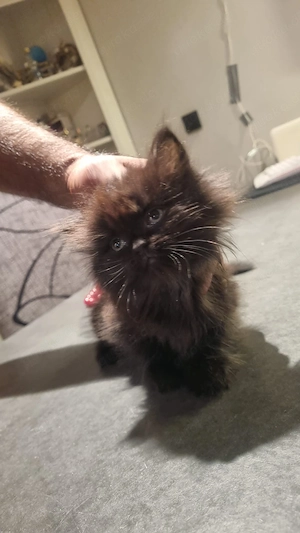 Ragdoll mix norwegische waldkatze 