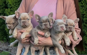 Französische Bulldogge welpen