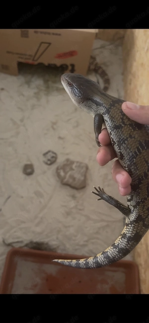 Blauzungenskink Tiliqua gigas 0.1 Bild 2