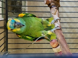 3 Blaustirnamazonen 