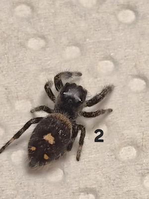 Phidippus regius bahamas 