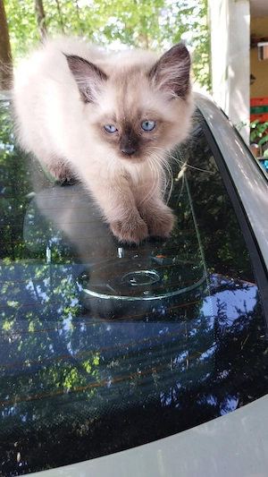 Baby Kätzchen LG
