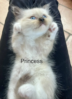 Ragdollkitten zu verkaufen