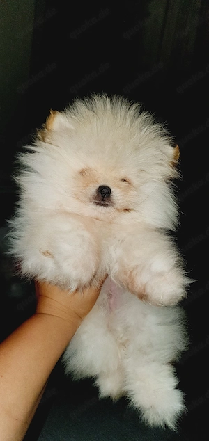 pomeranian 